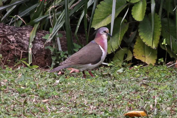 File:Caribbean Dove (Leptotila jamaicensis) (8082126278).jpg