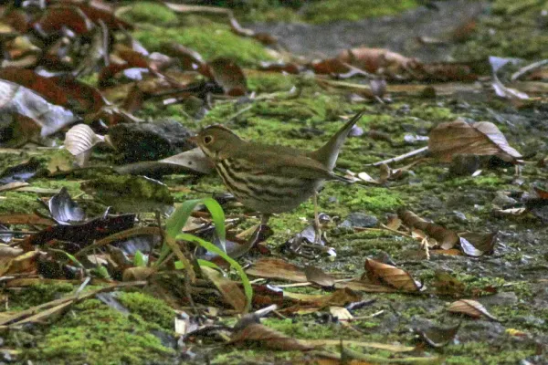File:Ovenbird (Seiurus aurocapilla) (8082136397).jpg