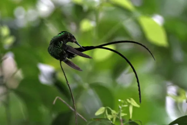 File:Black-billed Streamertail (Trochilus scitulus) (8082137661).jpg