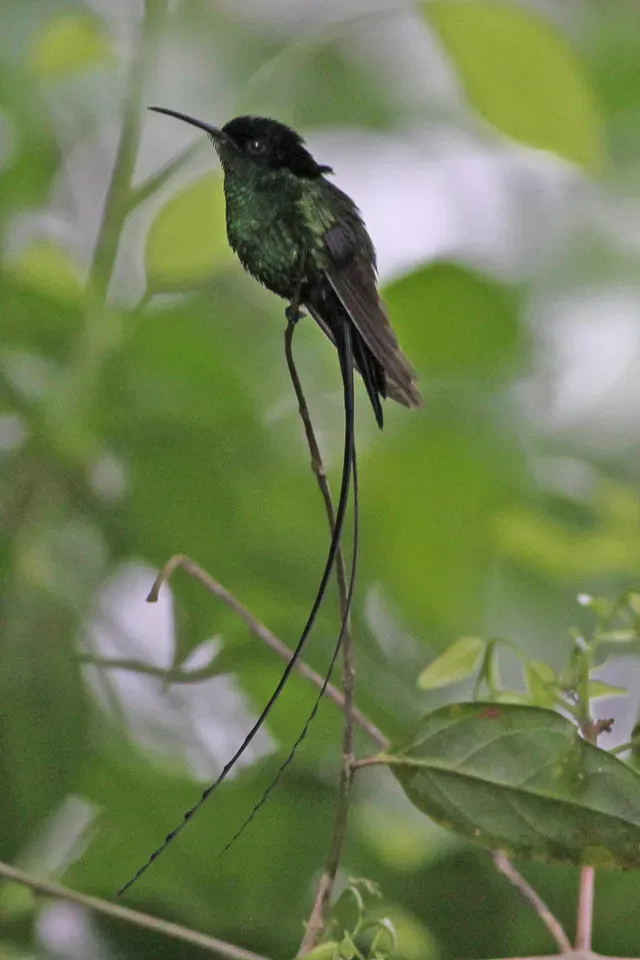 File:Black-billed Streamertail (Trochilus scitulus) (8082131540).jpg