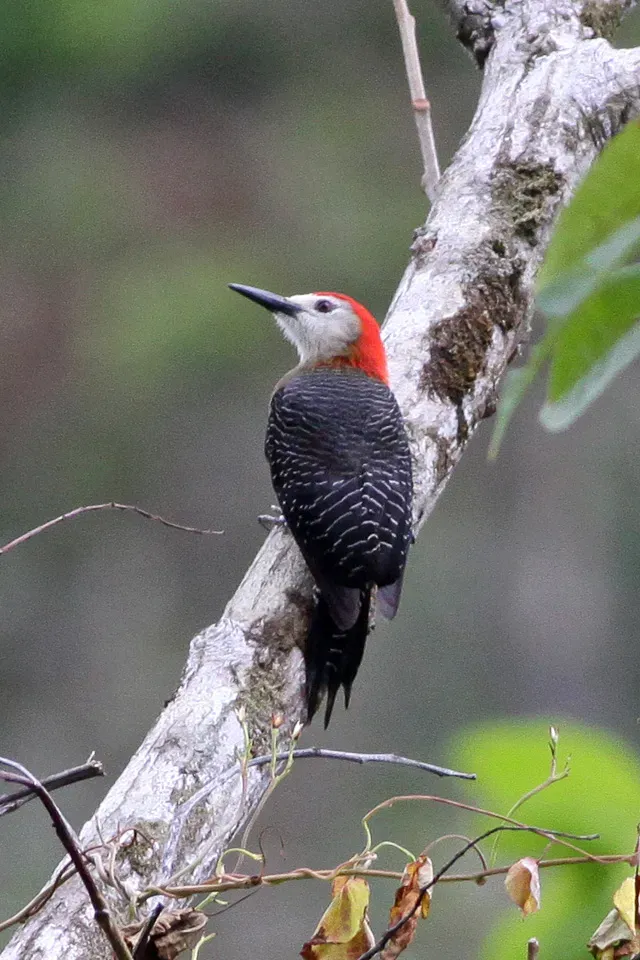 File:Jamaican Woodpecker (Melanerpes radiolatus) (8082133300).jpg