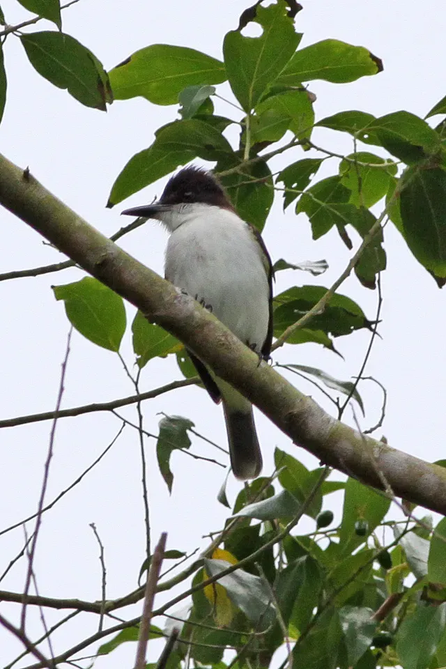 File:Loggerhead Kingbird (Tyrannus caudifasciatus) (8082132754).jpg