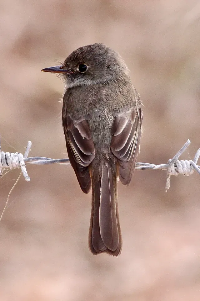 File:Hispaniolan Pewee (Contopus hispaniolensis) (8082765935).jpg