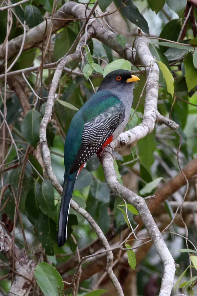 File:Hispaniolan Trogon (Priotelus roseigaster) (8082775371).jpg