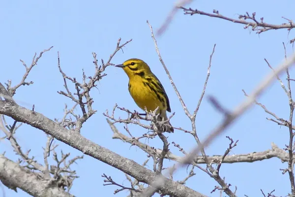 File:Prairie Warbler (Setophaga discolor) (8082762574).jpg
