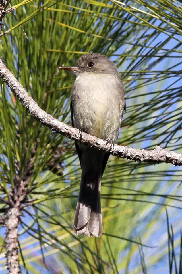 File:Hispaniolan Pewee (Contopus hispaniolensis) (8082782665).jpg