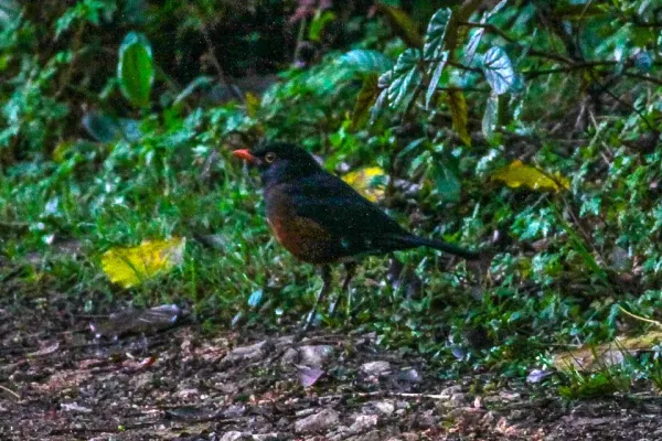 File:La Selle Thrush (Turdus swalesi) (8082785680).jpg