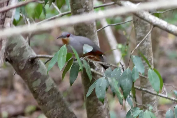 File:Hispaniolan Lizard Cuckoo (Coccyzus longirostris) (8082777879).jpg