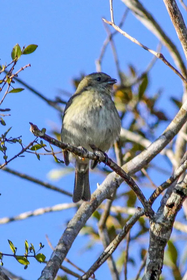 File:Antillean Siskin (Spinus dominicensis) (8082795281).jpg