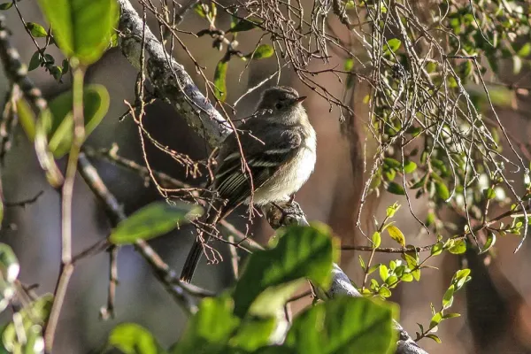 File:Greater Antillean Elaenia (Elaenia fallax) (8082788028).jpg