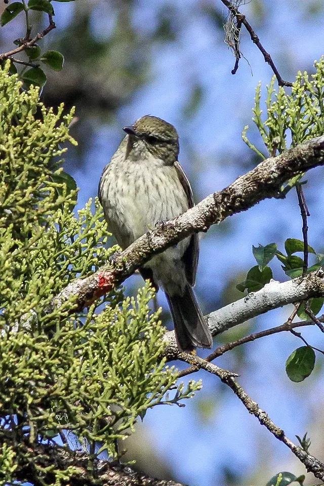 File:Hispaniolan Pewee (Contopus hispaniolensis) (8082792240).jpg