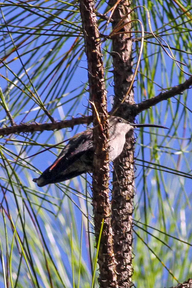 File:Antillean Mango (Anthracothorax dominicus) (8082802817).jpg