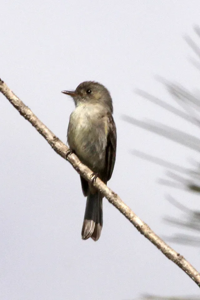 File:Hispaniolan Pewee (Contopus hispaniolensis) (8082799190).jpg
