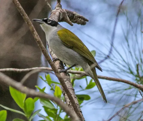 File:Black-crowned Tanager (Phaenicophilus palmarum) (8082799666).jpg