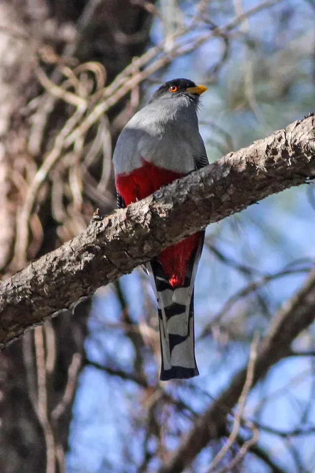 File:Hispaniolan Trogon (Priotelus roseigaster) (8082805151).jpg