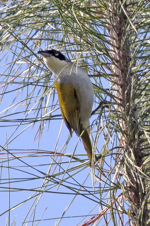 File:Black-crowned Tanager (Phaenicophilus palmarum) (8082784987).jpg