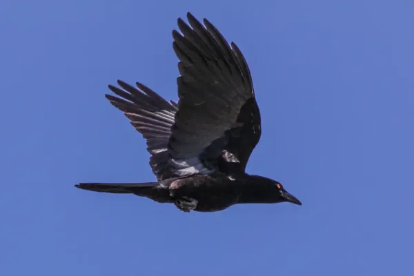 File:White-necked Crow (Corvus leucognaphalus) (8082803278).jpg