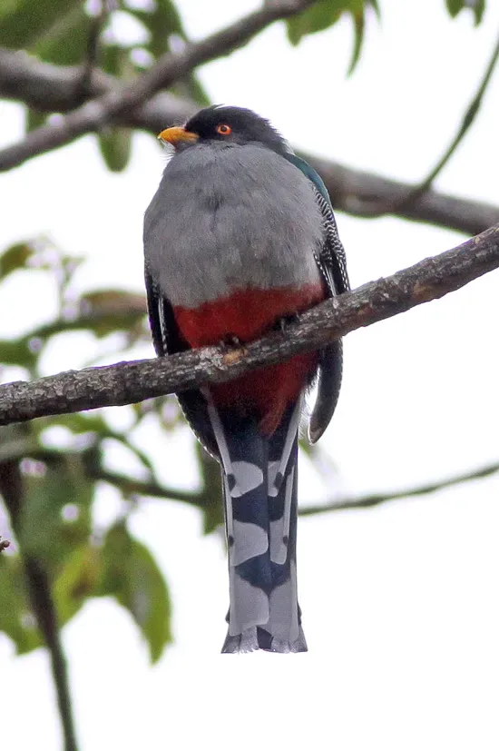 File:Hispaniolan Trogon (Priotelus roseigaster) (8082799519).jpg