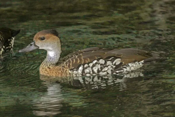 File:West Indian Whistling Duck (Dendrocygna arborea), Santo Domingo, Dominican Republic (8082807486).jpg