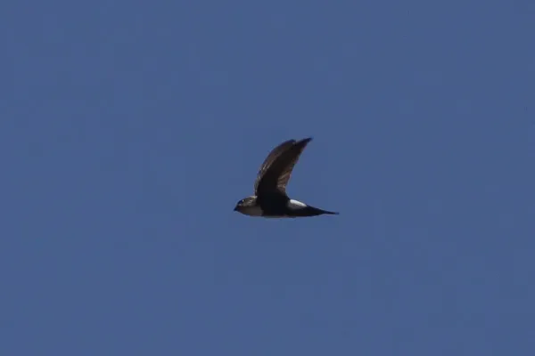 File:Antillean Palm Swift (Tachornis phoenicobia) (8082808322).jpg