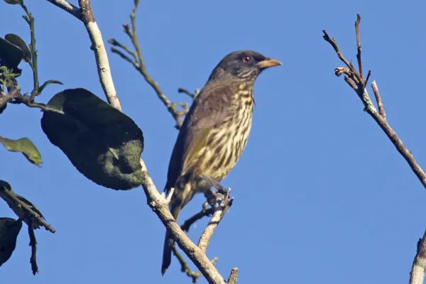 File:Palmchat (Dulus dominicus) (8082814594).jpg