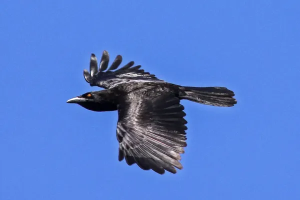 File:White-necked Crow (Corvus leucognaphalus) (8082810217).jpg