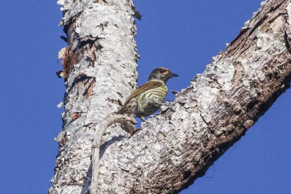 File:Antillean Piculet (Nesoctites micromegas) (8082822193).jpg