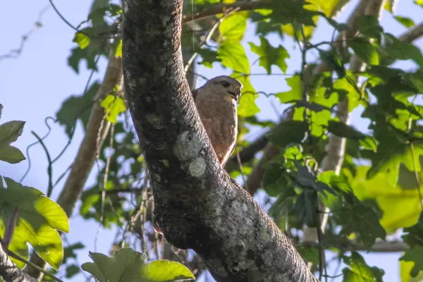 File:Ridgeway's Hawk (Buteo ridgwayi) (8082818718).jpg