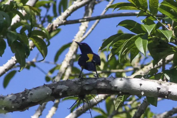File:Hispaniolan Oriole (Icterus dominicensis) (8082823887).jpg