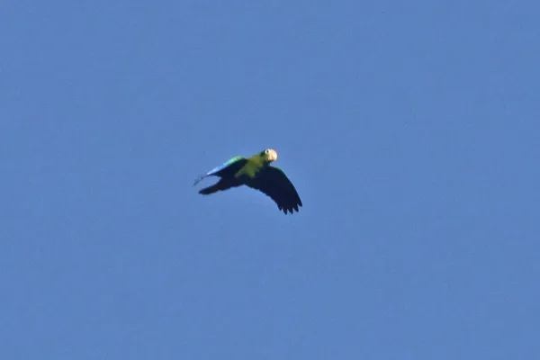 File:Hispaniolan Amazon(Amazona ventralis) (8082813260).jpg