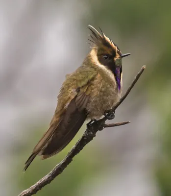 File:Oxypogon stuebelii - Buffy Helmetcrest - Colibrí Chivito del Ruiz.jpg
