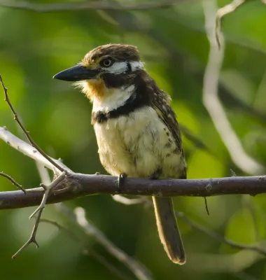 File:Russet-throated Puffbird (Hypnelus ruficollis).jpg