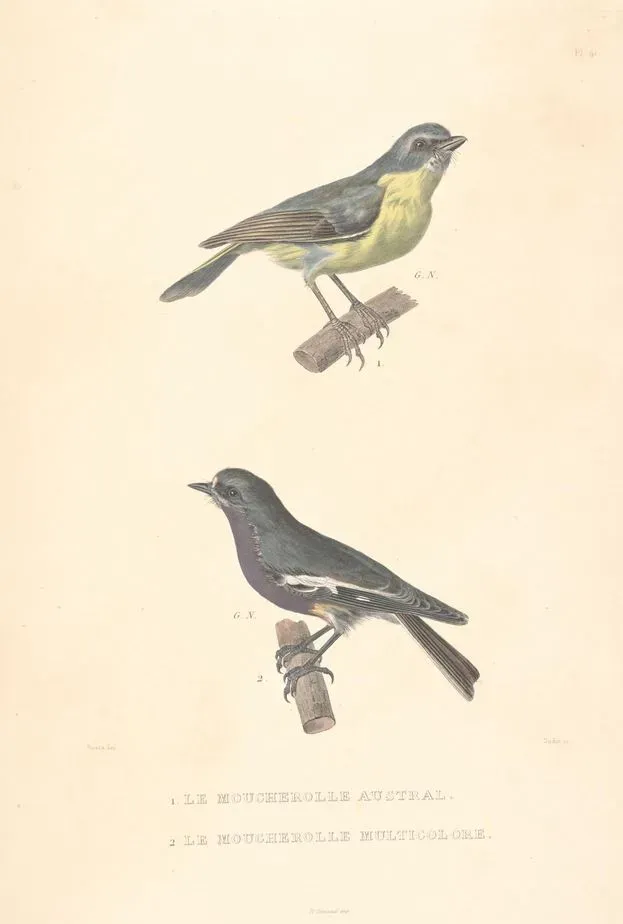 File:Eopsaltria australis Petroica pusilla.jpg
