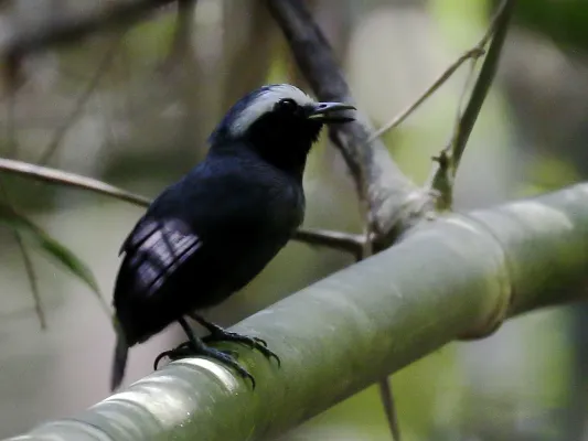 File:Myrmoborus leucophrys - White-browed antbird (male).jpg