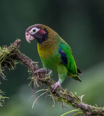 File:Brown-hooded Parrot (Pyrilia haematotis).jpg