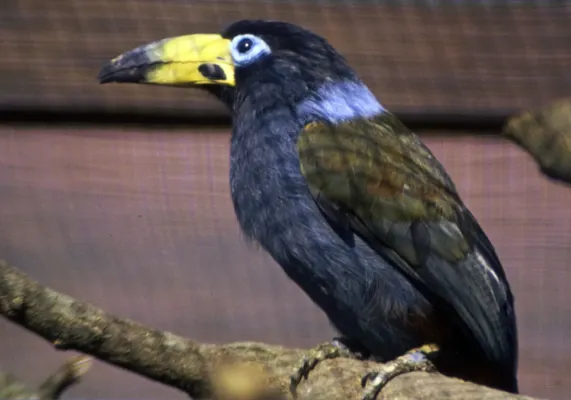 File:Andigena cucullata (Hooded Mountain Toucan), Vogelpark Walsrode.jpg