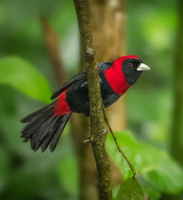 File:Crimson-collared Tanager (Ramphocelus sanguinolentus).jpg