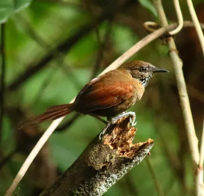 File:Stripe-breasted Spinetail (Synallaxis cinnamomea).jpg