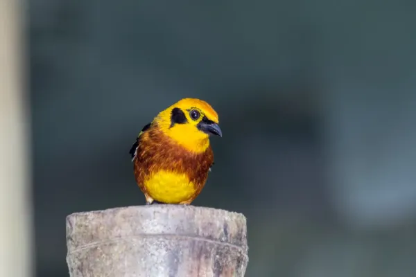 File:Golden Tanager - Tangara Dorada (Tangara arthus arthus) (27279434241).jpg