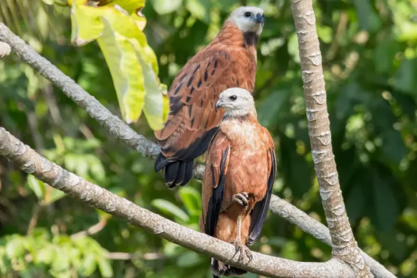 File:Black-collared Hawk - Gavilán Colorado (Busarellus nigricollis nigricollis) (24539152235).jpg