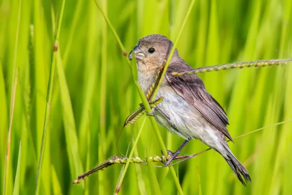 File:Plumbeous Seedeater - Espiguero Plomizo (Sporophila plumbea whiteleyana) (♀) (22456402823).jpg