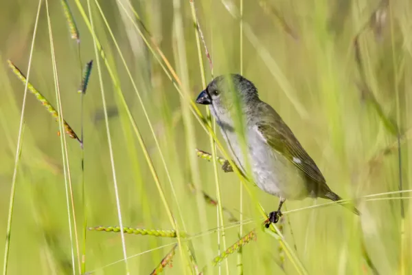 File:Plumbeous Seedeater - Espiguero Plomizo (Sporophila plumbea whiteleyana) (♂) (22659023717).jpg