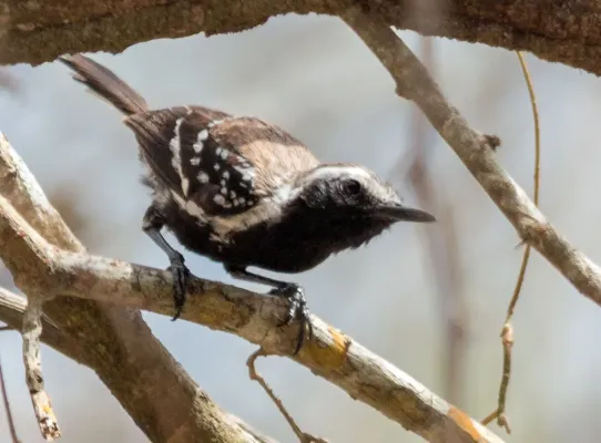 File:Northern White-fringed Antwren - Coicorita (Formicivora grisea intermedia) (23558650251).jpg