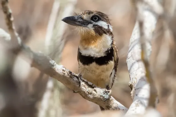 File:Russet-throated Puffbird - Bobito (Hypnelus ruficollis decolor) (22922161491).jpg