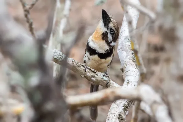 File:Russet-throated Puffbird - Bobito (Hypnelus ruficollis decolor) (22492680288).jpg