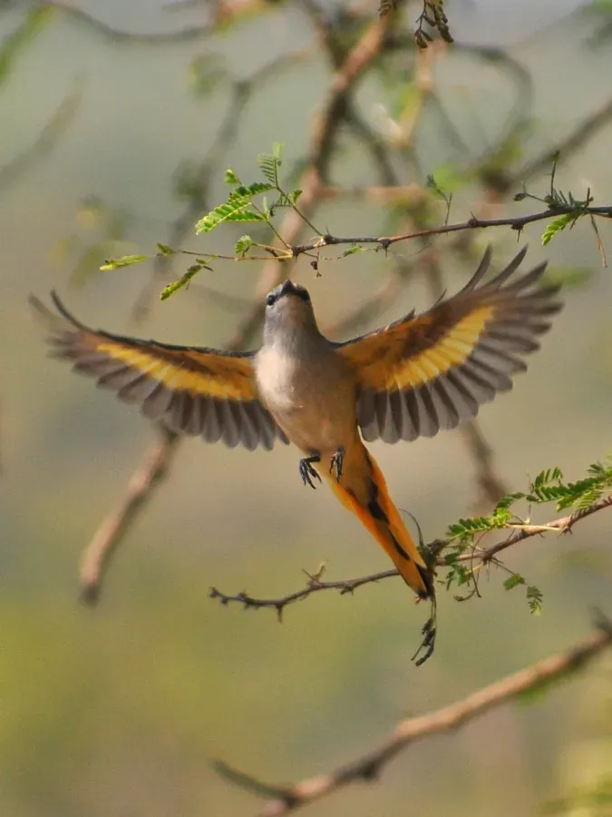 File:Pericrocotus cinnamomeus (cropped).jpg