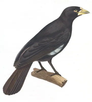File:Bubalornis albirostris albirostris 1838, fond blanc.jpg