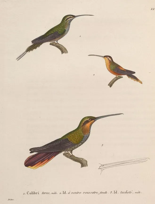 File:Phaethornis squalidus Glaucis hirsutus Ramphodon naevius.jpg