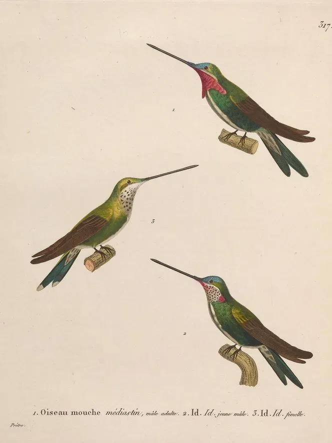 File:Heliomaster squamosus.jpg