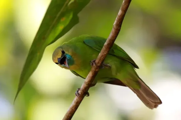 File:Chloropsis jerdoni -Bodhinagala Forest Reserve, Sri Lanka -female-8 (cropped).jpg